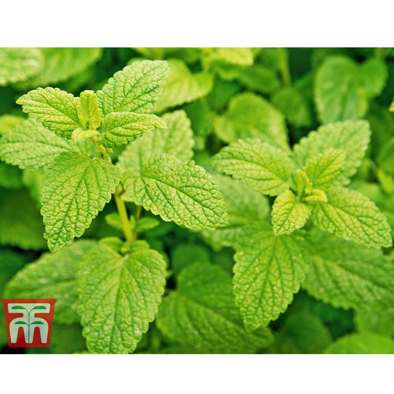 Herb Lemon Balm