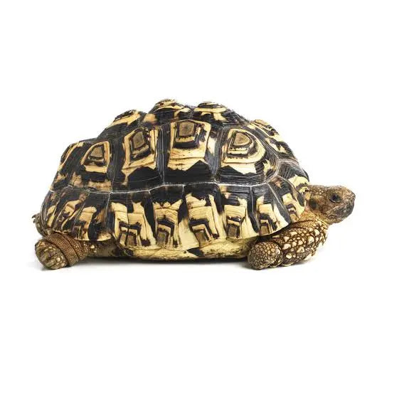 Leopard Tortoise