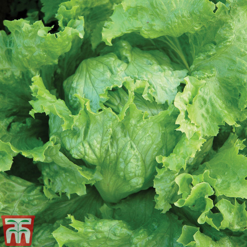 Lettuce 'Webbs Wonderful'