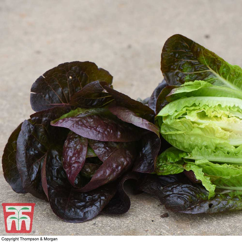 Lettuce 'Moonred'