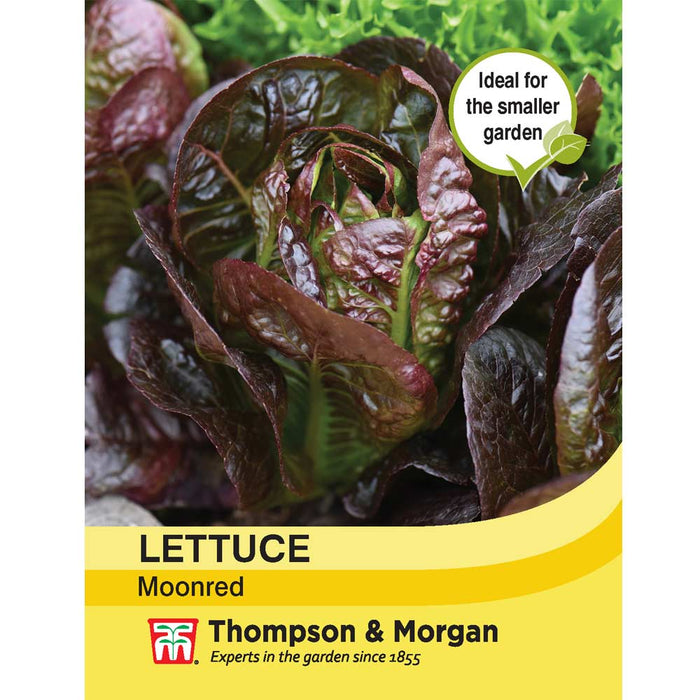 Lettuce 'Moonred'