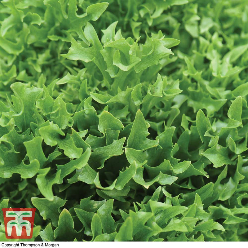 Lettuce 'Skilton'