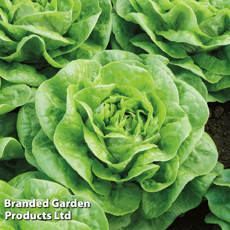 Lettuce 'Brighton' (Winter Butterhead)