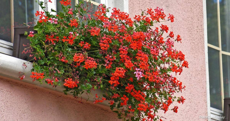 Geranium Trailing Mixed | Pelargonium peltatum Ivy Geranium in 10.5cm Pot