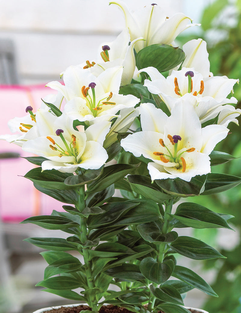 Lilium White Pixie 2L