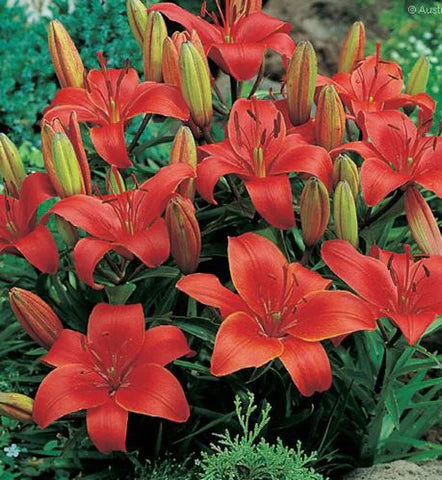 Lillium 'Crimson Pixie'