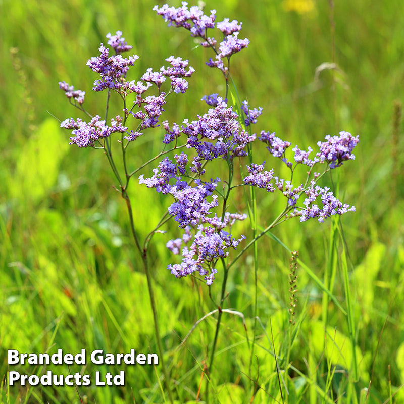 Limonium Gmelinii Siberian Statice