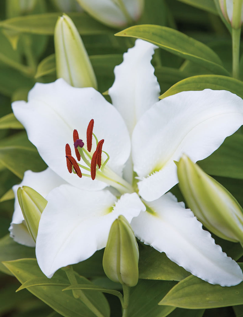 Lilium White Pixie 2L