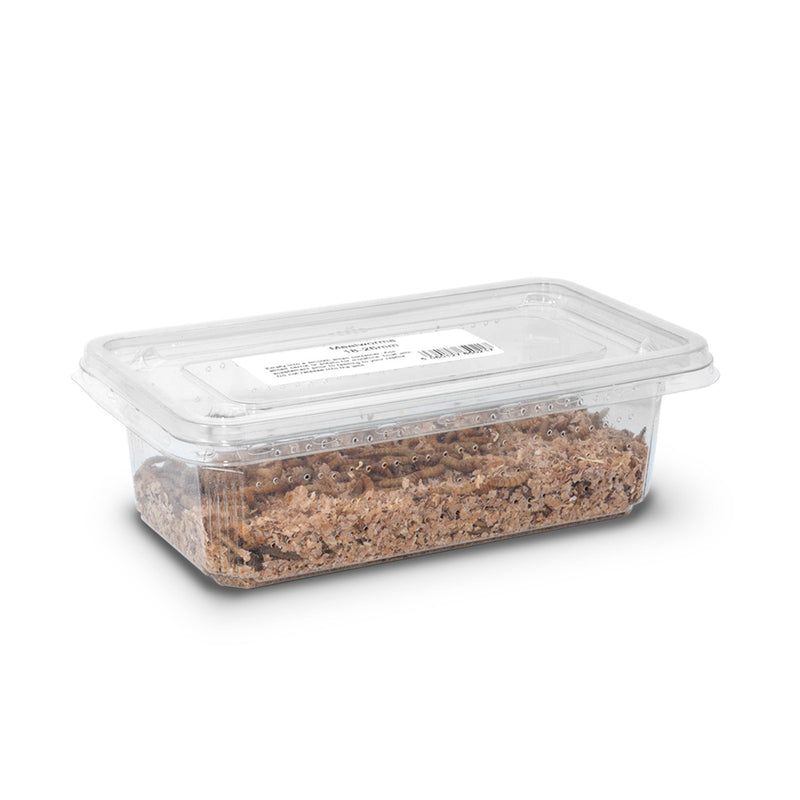 Mealworms Tub