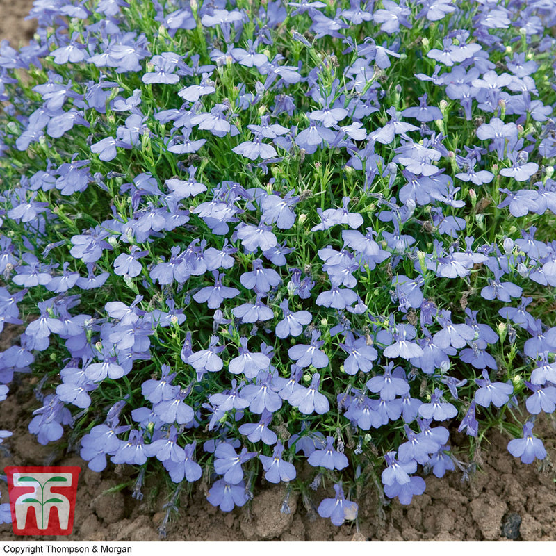 Lobelia 'Cambridge Blue