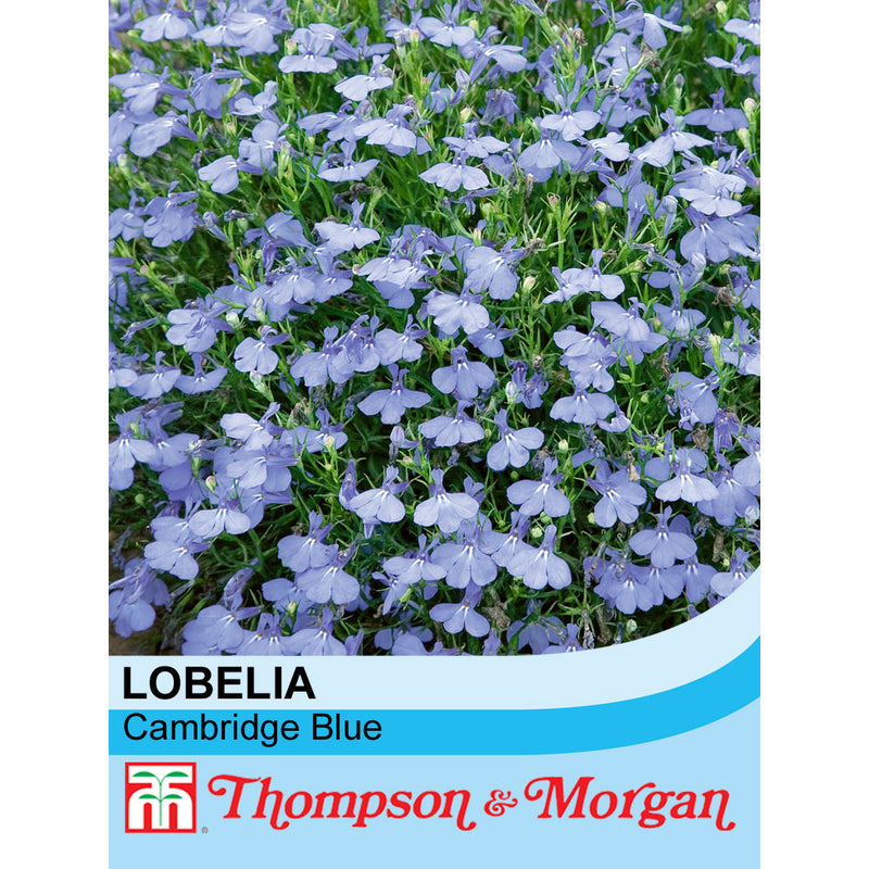 Lobelia 'Cambridge Blue