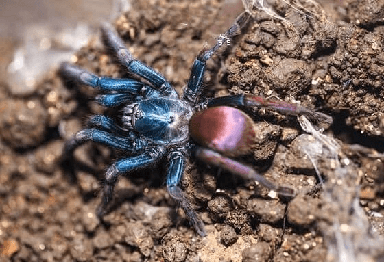 LSD Earth Tiger Tarantula | Haploclastus devamatha (Med)