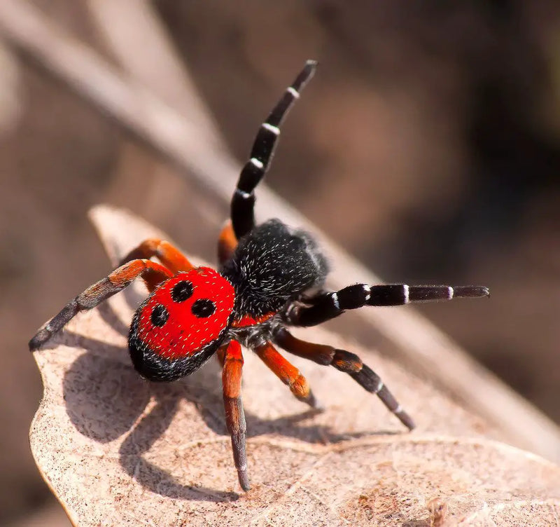 Ladybird Spider | Eresus walkenaerius s