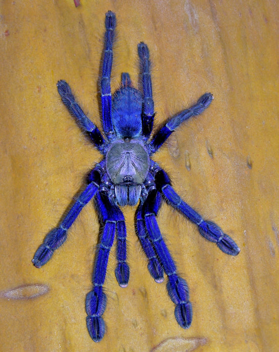 Tarantula Singapore Blue - Omothymus (ex.  Lampropelma) violaceopes