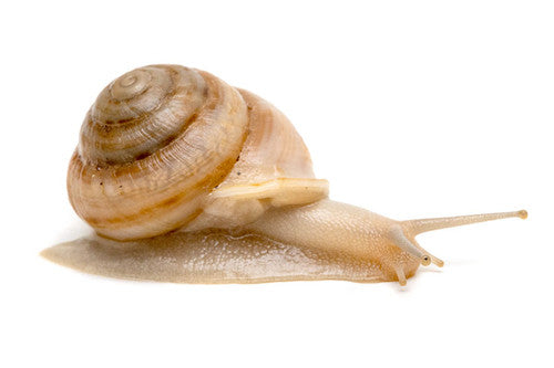 Land Snail | Camaena platyodon Hainan