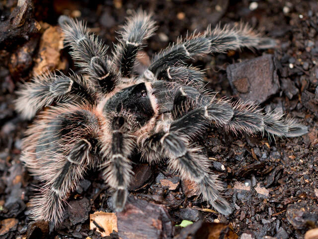 Salmon Pink Birdeater Tarantula | Lasiodora parahybana (Juvenile)