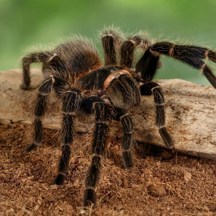 Salmon Pink Birdeater Tarantula | Lasiodora parahybana (Juvenile)