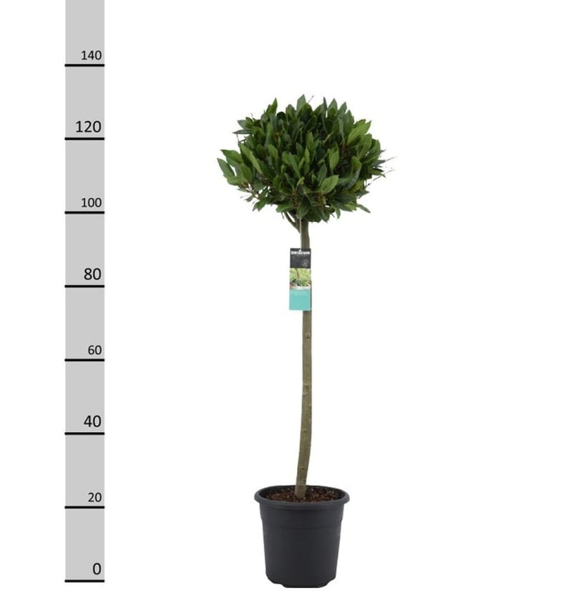 Laurus nobilis | Bay Laurel, 130 cm total height, 70-80 cm stem, 35 cm head