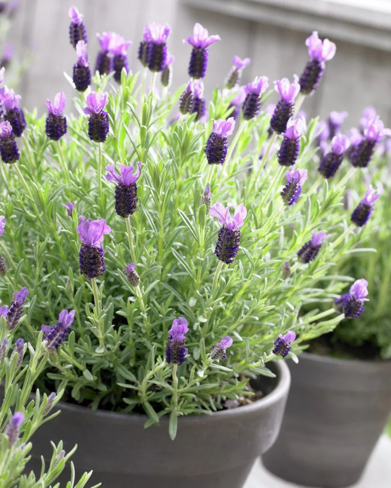 Lavender stoechas | French Lavender 2L