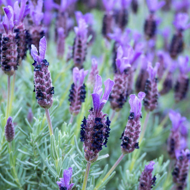 Lavandula Stoechas P14