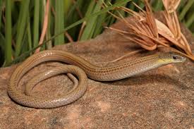 Legless Lizard