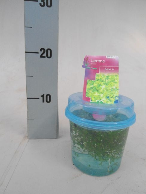 Lemna trisulca | Ivy-leaved Duckweed in Beaker