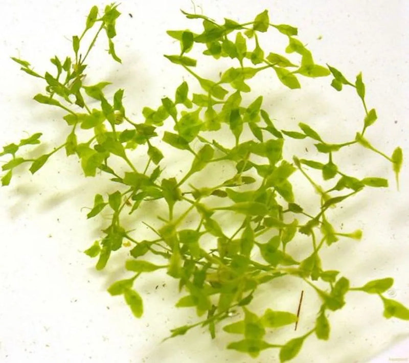 Lemna trisulca | Ivy-leaved Duckweed in Beaker
