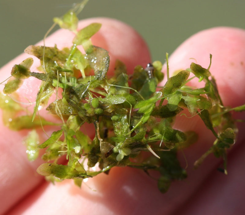 Lemna trisulca | Ivy-leaved Duckweed in Beaker