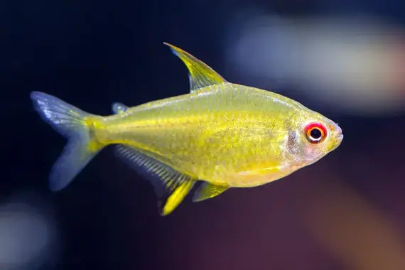 Lemon Tetra ML