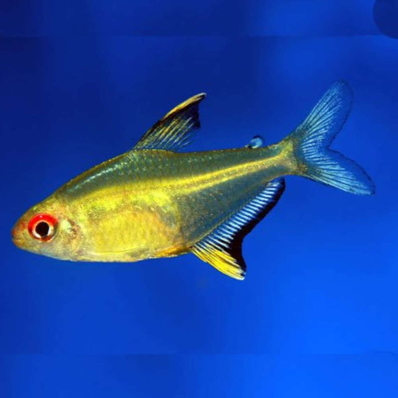 Lemon Tetra ML