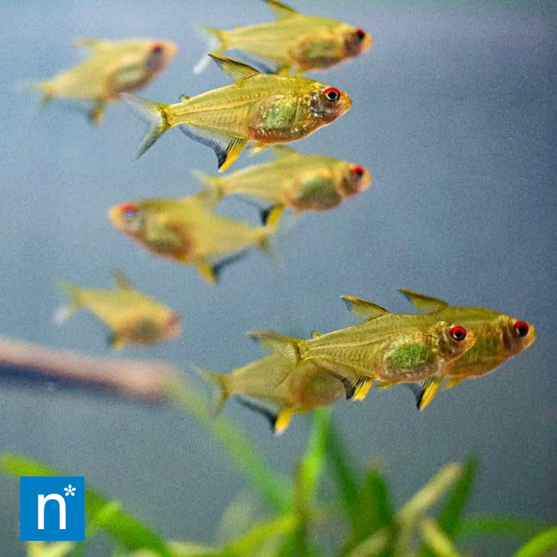 Lemon Tetra | Hyphessobrycon pulchripinnis