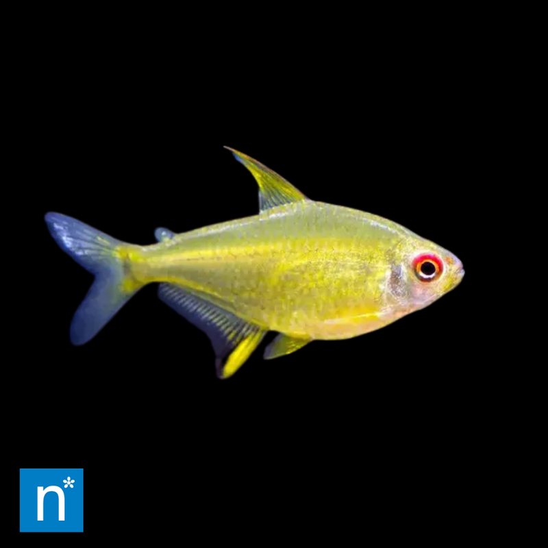 Lemon Tetra | Hyphessobrycon pulchripinnis