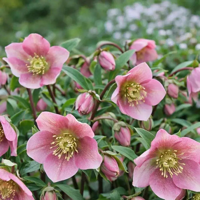 Lenen Rose 'Beaming Blush' | Helleborus orientalis 'Beaming Blush' t(2 Litre)