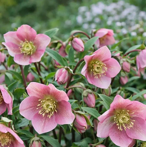 Lenen Rose 'Beaming Blush' | Helleborus orientalis 'Beaming Blush' t(2 Litre)