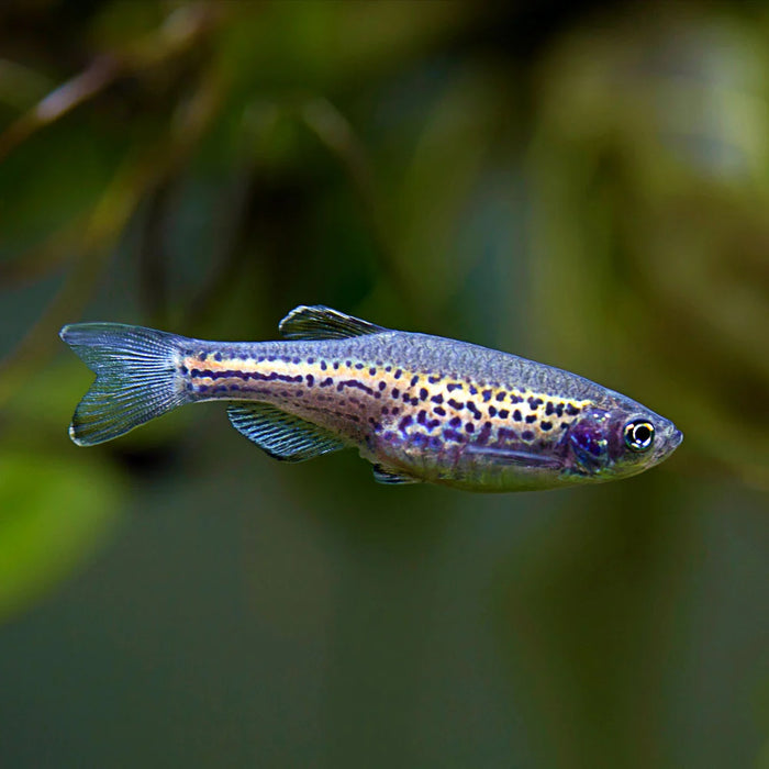 Leopard Danio (ML)