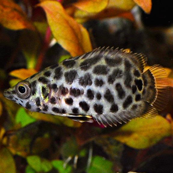 Leopard Bushfish | Ctenopoma acutirostre