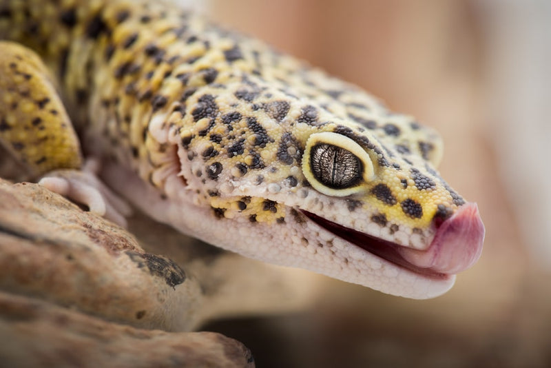 Leopard Gecko