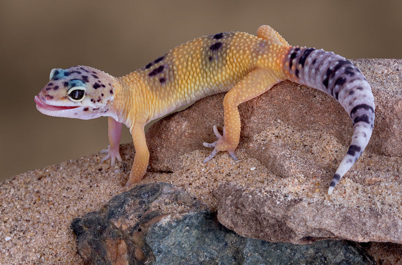 Leopard Gecko | Eublepharis macularius