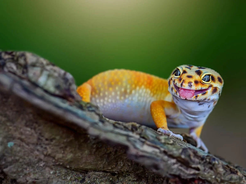 Leopard Gecko High Grade | Eublepharis macularius