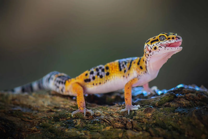 Leopard Gecko High Grade | Eublepharis macularius