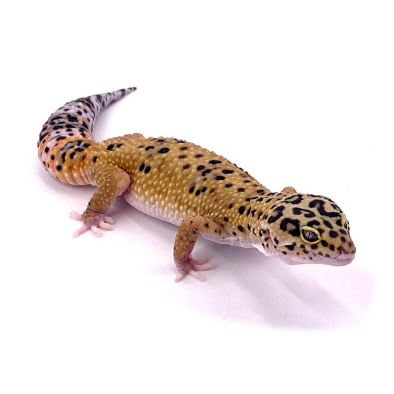 Leopard Gecko High Grade | Eublepharis macularius