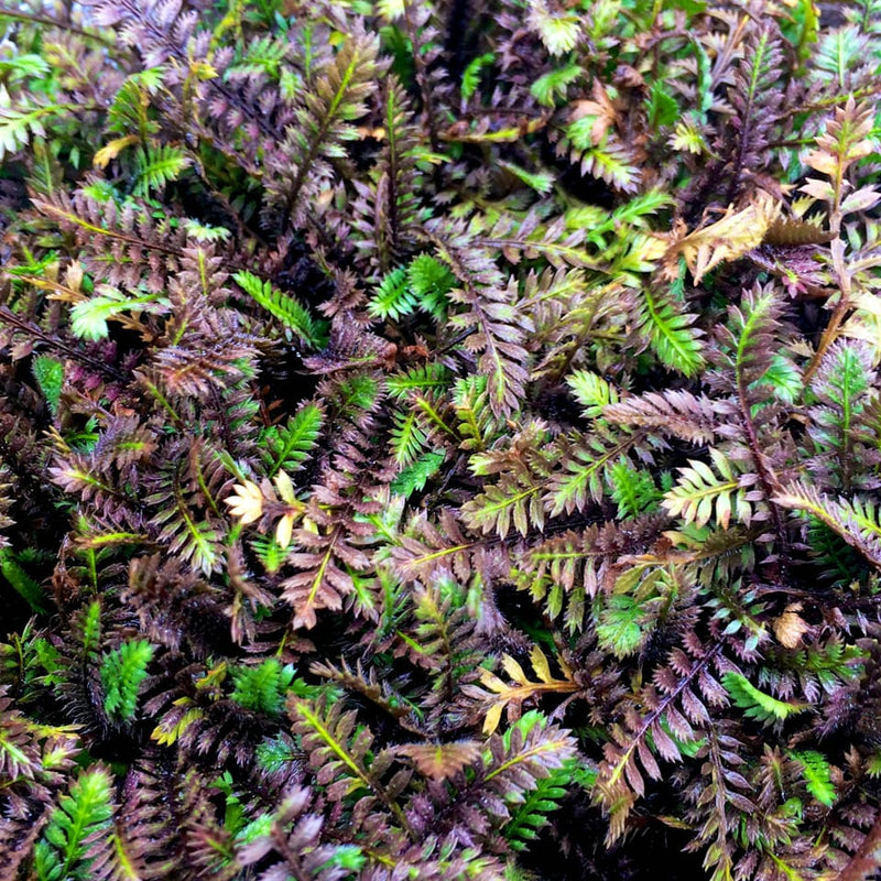 Leptinella 'Platts Black' 9cm Pot