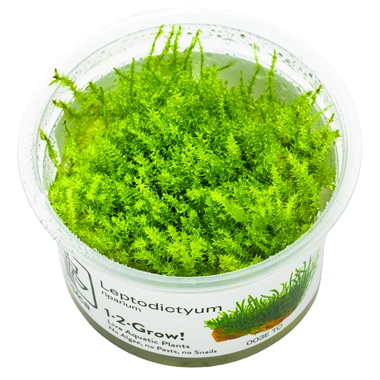 Leptodictyum riparium 1-2 Grow