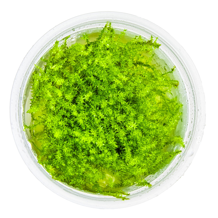 Leptodictyum riparium 1-2 Grow