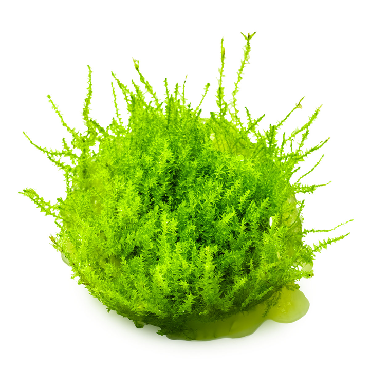 Leptodictyum riparium 1-2 Grow
