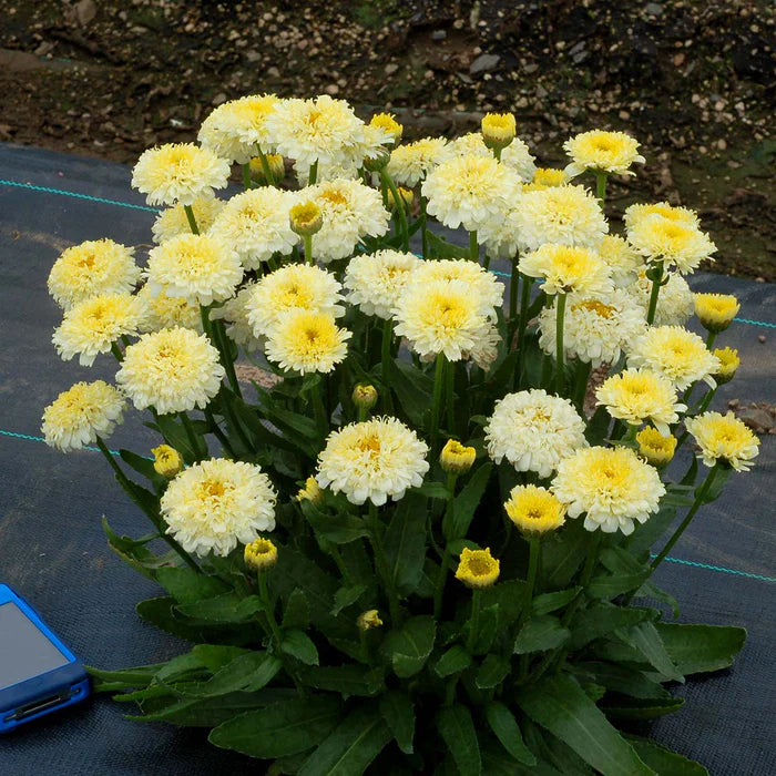 Leucanthemum 'Luna' - 2 Litre