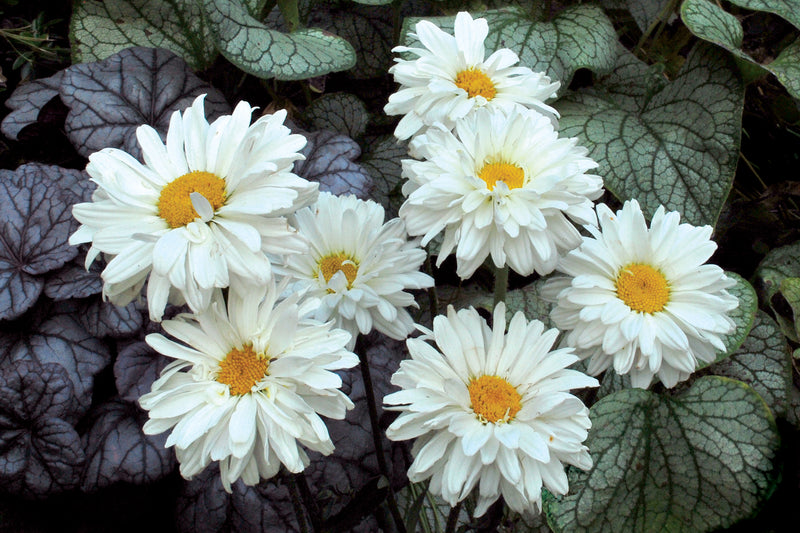 Leucanthemum Victorian Secret | Shasta Daisy