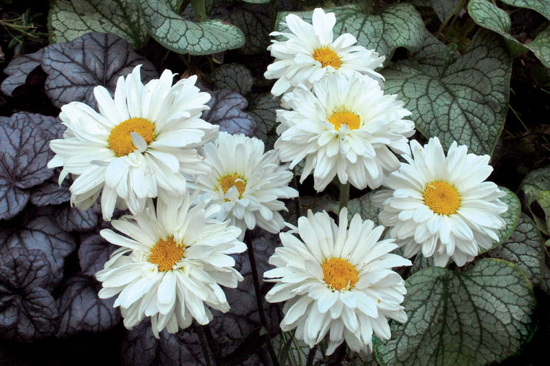 Leucanthemum 'Victorian Secret' - 2 Litre