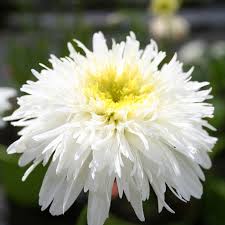 Leucanthemum 'Fiona Cog' 2 Litre