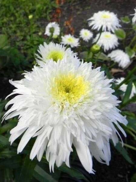 Leucanthemum 'Fiona Cog' 2 Litre